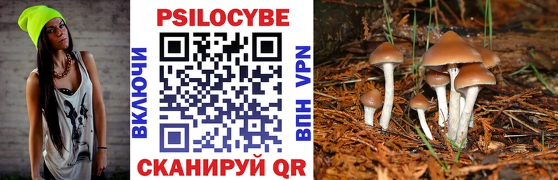 Купить где  Катайск  Псилоцибиновые грибы Psilocybe 